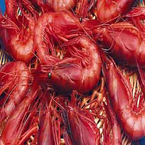Gambas de Palamós Gambas de Palamós