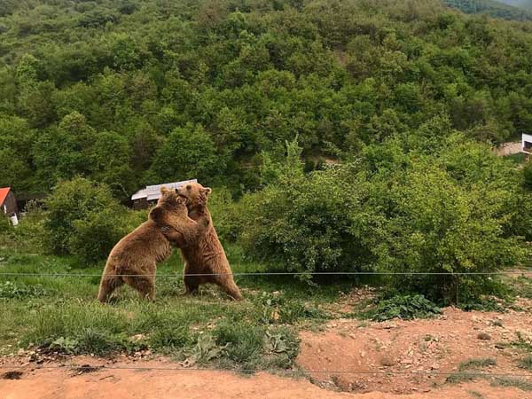 Bear Santuary - Que ver en Kósovo - Ilutravel.com